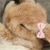 bee ๐ (@prettypinkb33) Twitter profile photo bee ๐ (@prettypinkb33) Twitter profile photo