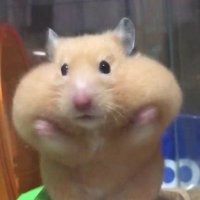 PRIMWDF ( ´ー`”) (@pc_vizard) 's Twitter Profile