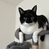 マスク猫イヴさん (@pigmon0413) 's Twitter Profile