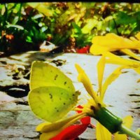 ☆T_E_A☆ (@tae19600402) 's Twitter Profile