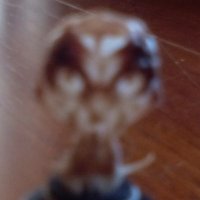 The Troll (@the_overpass) 's Twitter Profile