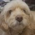 Beatrix Belote (Trixie) (@gigagamerfart) Twitter profile photo Beatrix Belote (Trixie) (@gigagamerfart) Twitter profile photo