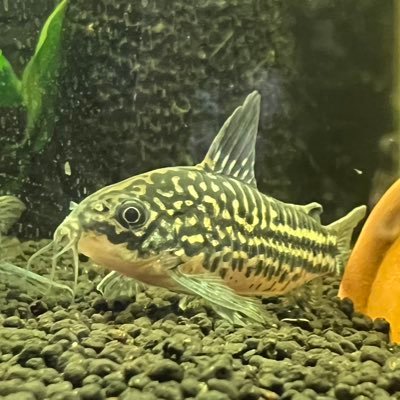 ram8800ram's profile picture. 