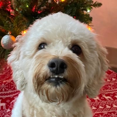 s__muthukumar's profile picture. building @mintlify