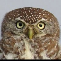 FineStructureConstant (@tokamak137) 's Twitter Profile Photo FineStructureConstant (@tokamak137) 's Twitter Profile Photo