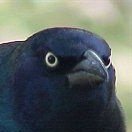 Bird Dropping Extremist • Crow Nationalist • Bird Supremacist • Frens get the love, Feds get the droppings 💩 • I will steal your shiny things • Nog enjoyer