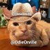 THE Odie Bob Orville 😺 (@odieorville) Twitter profile photo THE Odie Bob Orville 😺 (@odieorville) Twitter profile photo