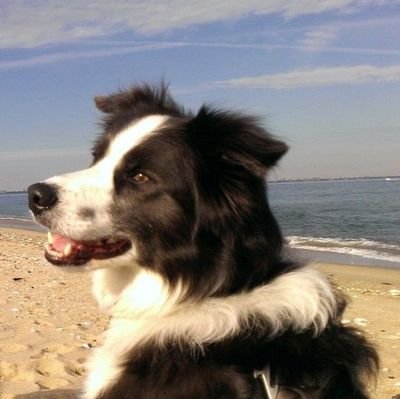 bos_chx08's profile picture. 