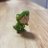 kswghau_0331