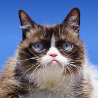 Grumpaw (@grumpawcoin) 's Twitter Profile Photo Grumpaw (@grumpawcoin) 's Twitter Profile Photo