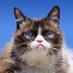 Grumpaw (@grumpawcoin) Twitter profile photo Grumpaw (@grumpawcoin) Twitter profile photo