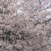 きなこもち (@orangegirlby) 's Twitter Profile Photo きなこもち (@orangegirlby) 's Twitter Profile Photo