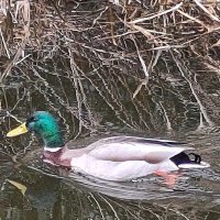 Red Ducks (@red_ducks) 's Twitter Profile Photo Red Ducks (@red_ducks) 's Twitter Profile Photo