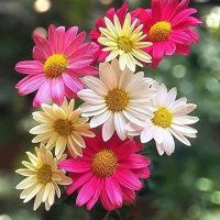 Mustafa Erturk (@mustafa45837562) 's Twitter Profile