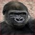 Andreas Aulis Ahonen (@ahonenauli92090) Twitter profile photo Andreas Aulis Ahonen (@ahonenauli92090) Twitter profile photo