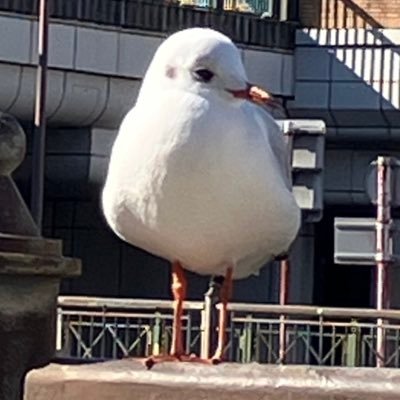 56歳 わんこ11歳🐶と暮らしてます。私2021年子宮頸がん発覚、旦那、2025年2月6日肝硬変の為(53)亡くなりました。精神状態不安定です 。自己紹介やpostのない方のフォローはお断りします🙇♂️ #阪神ファン #自死遺族 #死別 #肝硬変 #子宮頸がん