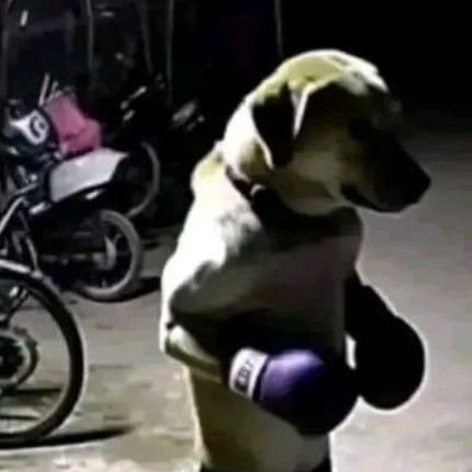 YotseTheCaraJu's profile picture. esta bien.