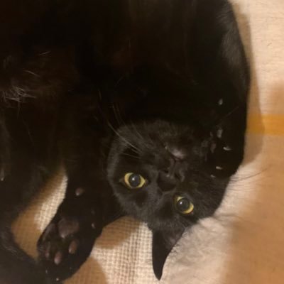 극 마이너 직업인의 비교적 대중적인 취미계 🐈⬛내고영자랑🐾+🪴급발진초보식덕 + 🍵동양차 + 사담 + 최근에 ❄️옥 구경중 🌚