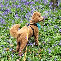 ToffeeTherapyDoginTraining (@toffeeelmtree) 's Twitter Profile Photo ToffeeTherapyDoginTraining (@toffeeelmtree) 's Twitter Profile Photo