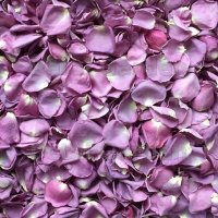 Dakota Lilac (@dakotalilac) 's Twitter Profile Photo