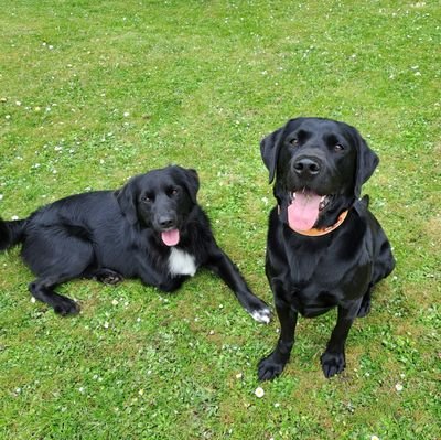 Otis, rescue labrador and tripaw Coltriever Flash from Lincolnshire. Brothers of Charlie 🌈 13/5/22 and Benji 🌈 28/8/20.