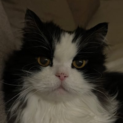 ShrekTheCatCS's profile picture. student who likes pixels but has a typical student budget (hopefully just for now), road to 1k inventory with small flips and then we continue