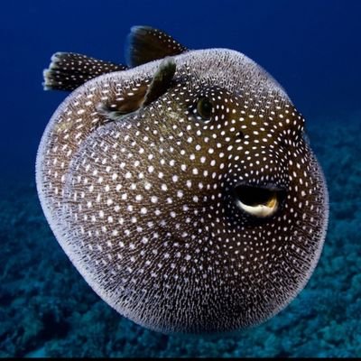 DJMcJesus's profile picture. besame otro ratito porfa 🦍🦧  https://t.co/Dni1HWqqAW

this god damn he/him