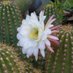 Cacti (@silkencactus) Twitter profile photo Cacti (@silkencactus) Twitter profile photo