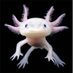 Annoyed Axolotl (@axolotlisangry) Twitter profile photo Annoyed Axolotl (@axolotlisangry) Twitter profile photo