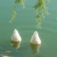 ฉันเป็นแค่เป็ดตัวหนึ่ง 🦆 (พักงานเขียน) (@kc_aom) 's Twitter Profile
