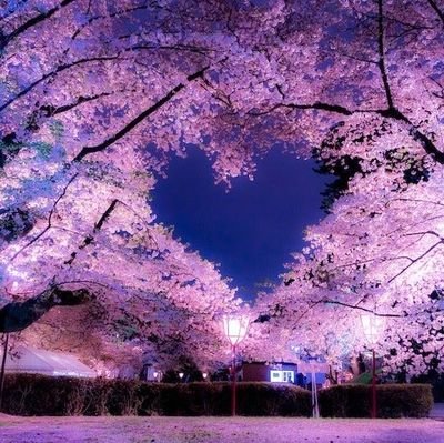 アニメは私の心の薬です✨桜の写真が大好きタイプです🌸日本語はまだ初歩的だけど、気持ちは満開!いつか猫がいる和風カフェをオープンしたいです☕🐈