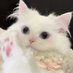 🐱💕 (@mi_____chan11) Twitter profile photo 🐱💕 (@mi_____chan11) Twitter profile photo