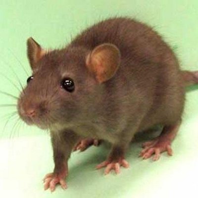 Poor_Little_Rat's profile picture. Gaming, Anime, Manga/Manhwa , Movie, Hentai, Art work
Things like them are keeping me sane and alive in this messed up world.
I hate all kind of censorship!
