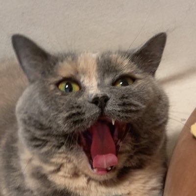 deep_maizi's profile picture. WOW player / Feminist / Desperate Idealist / Survivor of domestic violence / Family member: me, my husband, Hood(cat)