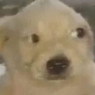 ratoalado22's profile picture. dono de nada