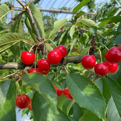 FMS_agrilink's profile picture. FMS（フードマテリアルソリューションズ）は、山形県東根市を拠点に、食や地域に根ざした作物、人、技術を大切にし、その価値を全国へ届けています。自社栽培や信頼する生産者の作物を厳選し、直販や卸、ふるさと納税などを通じてお届けしています。