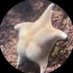 本末転倒 (@nicotandesu) Twitter profile photo 本末転倒 (@nicotandesu) Twitter profile photo