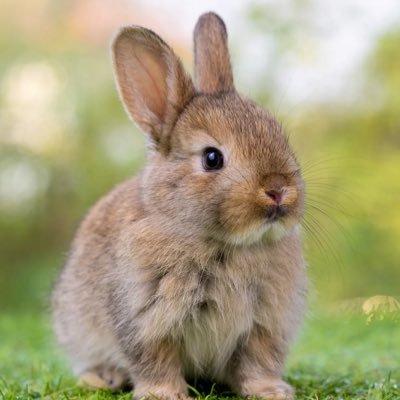 lookingforgames's profile picture. i don't know