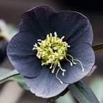 antiquealmond's profile picture. 