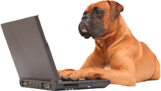 Check out 1000s of free dog training videos covering topics such as potty training, obedience, house training, collars, hunting, leashes, secrets and tips.