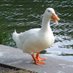 ordek🦆 (@ordekyc) Twitter profile photo ordek🦆 (@ordekyc) Twitter profile photo