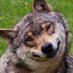 IFindWolves (@ifindwolves) Twitter profile photo IFindWolves (@ifindwolves) Twitter profile photo
