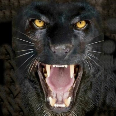 F-14 Navy Vet, Designer, Systems Engineer, Entrepreneur, Defending God, Country, Women & Children From Leftist Hordes. I've Got Your Six! #Truthsocial #Rumble