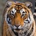 4 Tigers (@ayman1432ksa) Twitter profile photo 4 Tigers (@ayman1432ksa) Twitter profile photo