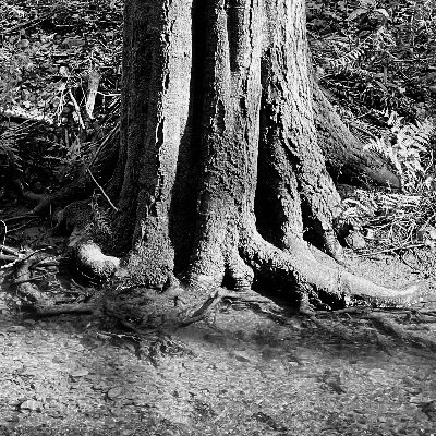 filmatree's profile picture. Filmmaking for the Internet