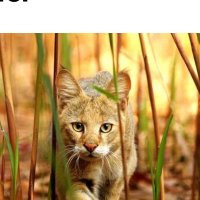 Saz kedisi (@kedisisaz21358) Twitter profile photo