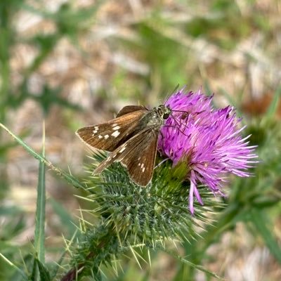 pyarbonara's profile picture. 