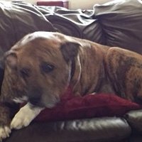Occam's Razor (@lindaspinn3485) 's Twitter Profile