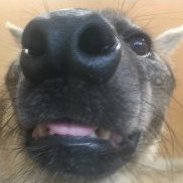 Priv for a certain yeen, expect horny posts and maybe some politics