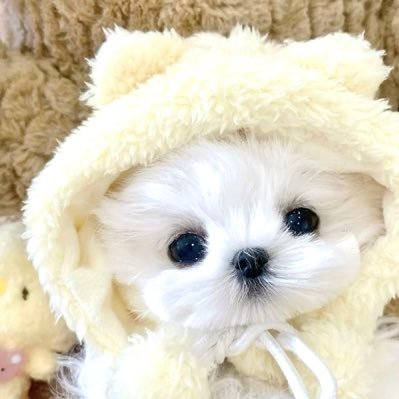 r_mochipyon's profile picture. (ノ)•ω•(ヾ) 🐹💕🍼 https://t.co/wykXY3NM5O